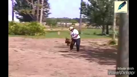 Funny chickens and roosters Chasing kids and adults hilarious