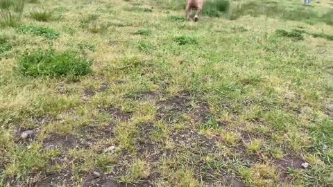 German Shepherd Attacks Pitbull [off leash dog park ]