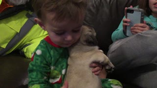 Baby holding baby pug puppy