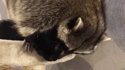 Raccoon Wants Attention from Cat