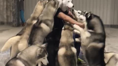 Huskies Go Loco When Their Owner Comes Back With A Husky Mask On