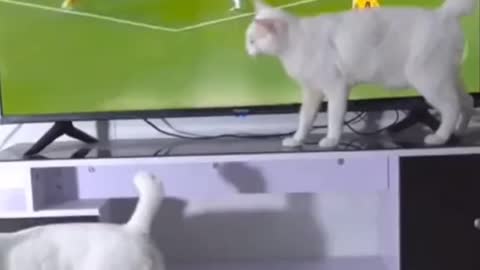 Cat with super power