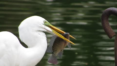 pássaro garça branca comendo peixe, pantanal brasileiro