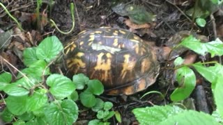 Northern Kentucky Project: Wildlife Encounters - Eastern Box Turtle