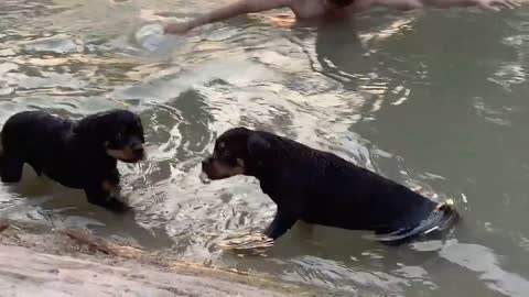 Dogs are swimming in world biggest pool