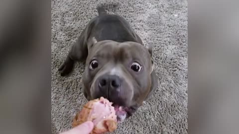 Pitbulls Being Wholesome EP.1 | Funny and Cute Pitbull Compilation