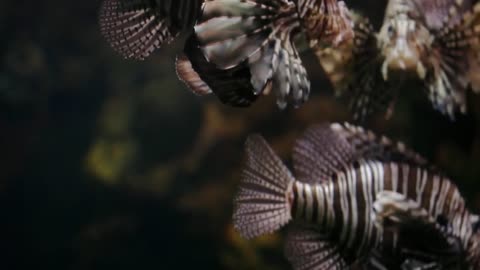 Lion Fish in a tank