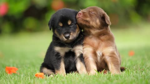 Two Cute Puppies