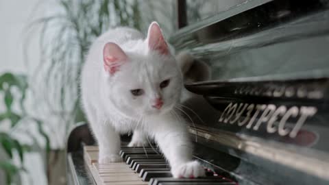 Smart cat playing the piano, looks very cute!