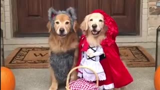 Little red riding hood and the hecking bad wolf