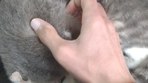 I scratch my cat Full version