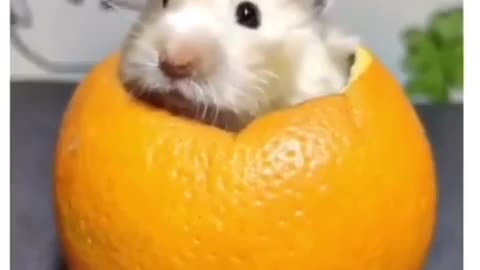 Furry Orange Surprise 🍊