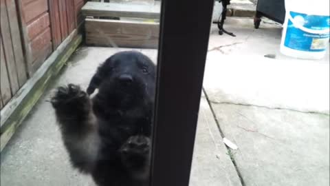 Funny Dog How to crying ! This Dog Doesn't Realize The Sliding Glass Door Is Open