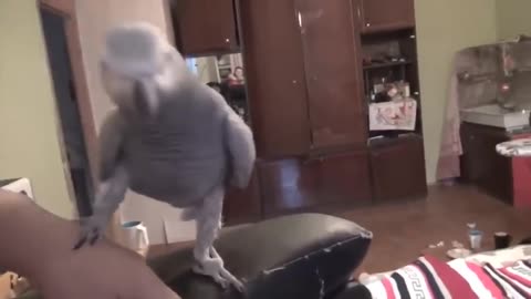 Russian parrot Jaco sings and speaks beautifully