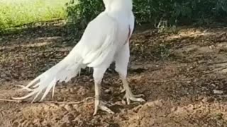 Parrot Beak Aseel Chicken