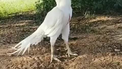 Parrot Beak Aseel Chicken