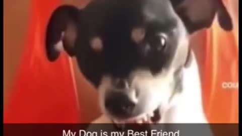 My dog is my best friend😍🥰🥰🐕🐕🐕🐕Watching funny baby dogs is the hardest try not to laugh challenge