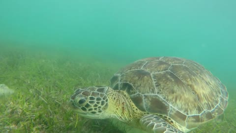 A underwater shot of cool sea turtle in tropical blue ocean water