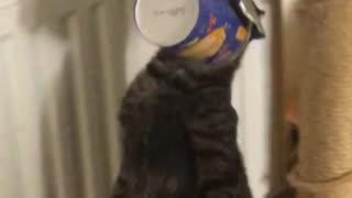 Kitten Gets Head Stuck in Cup of Noodles