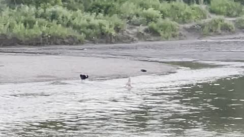 The dog played with its owner in the river