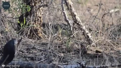 OMG! Lion Vs Hyenas Eats Prey Bitten By Black Mamba, What Painful Thing Happens Next_