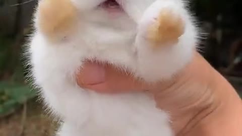 Cute Rabbit Lovely little Bunny videos #shorts #pet #Rabbit #Bunny