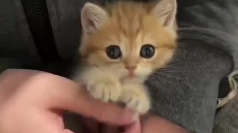 A cat who wants to put his hand on top