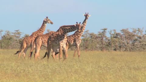 Giraffes walk through golden grasslands in Africa