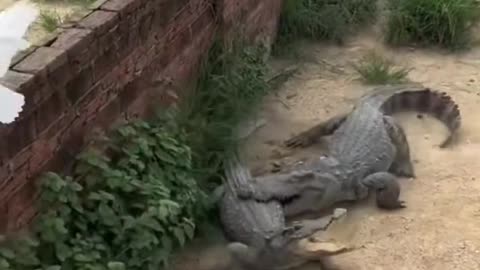 1 pigeon vs 10 crocodiles