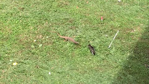 The cat eating and all of a sudden come a big lizard tried to catch it and it was lucky to escape