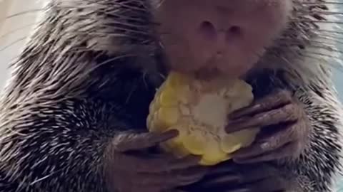 Hedgehog is eating corn