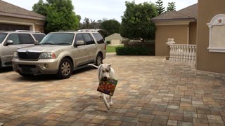 Introducing Max the Pizza Delivery Dog!