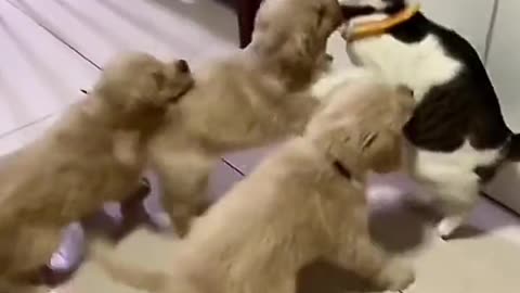 Funny animals videos | Cute animal videos | Funny Dog&Cats videos |Hilarious pet video| Funny video