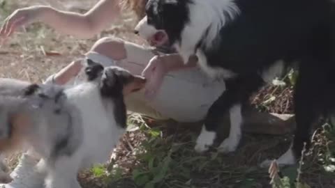 Happy puppy adorably overjoyed with new dogs 2022