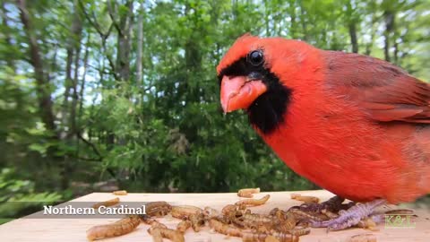 Northern Cardinal - House Finch