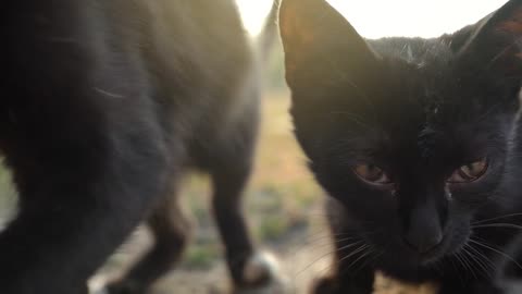 Portrait of homeless cute black and white kittens outside