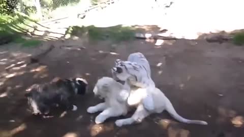 Baby Lion, Baby Tiger, Dog, Monkey in Real Fight, Animal Friendship, Funny Animal Attacks Video