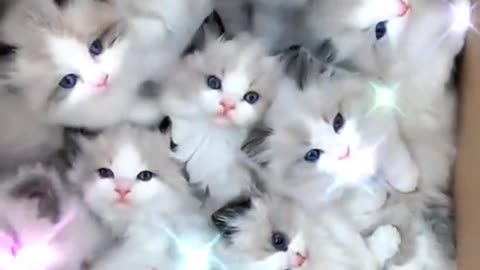 Cute cats video compilation 74