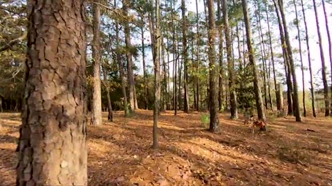 Drone Footage Of A Forest Park