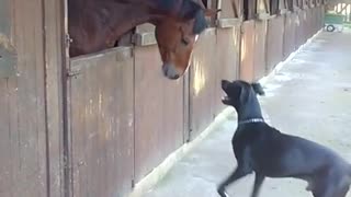 Horse and Great Dane share incredible playtime moment