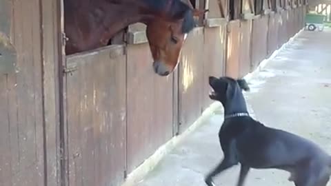 Horse and Great Dane share incredible playtime moment