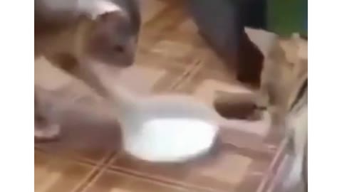 Cats Funny Milk Fight