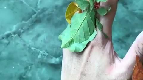 The Incredible camouflage of leaf insects