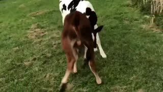 2 Small Cows Beating Each other in The Head