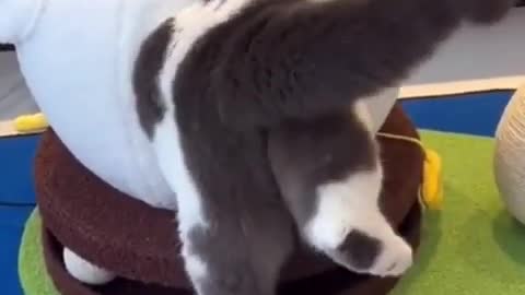 CATS will make you LAUGH YOUR HEAD OFF - Funny CAT compilation