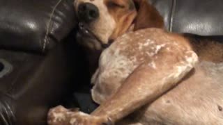 Tired hound totally passes out on the couch