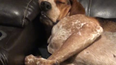 Tired hound totally passes out on the couch