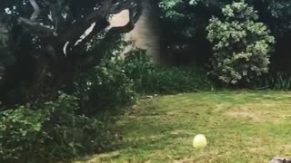 Scruffy Grey Dog Misses Ball Catch