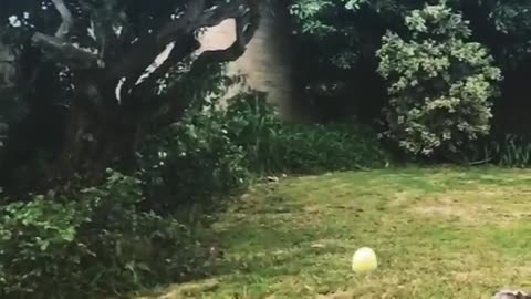 Scruffy Grey Dog Misses Ball Catch