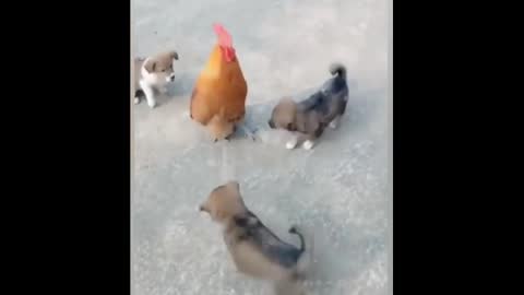 Puppies fight a rooster
